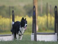 Flyball56