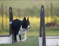 Flyball57