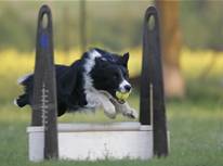 Flyball58