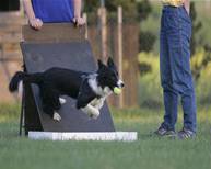 Flyball61