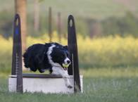 Flyball63